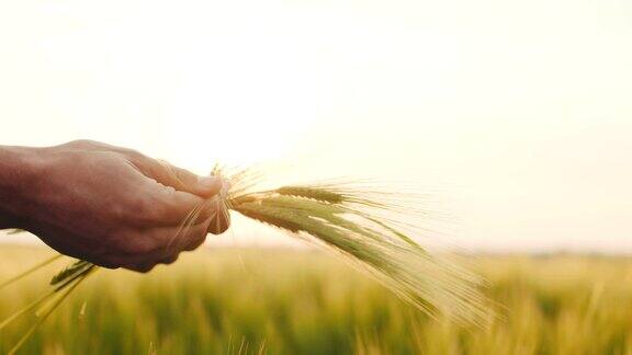 农民检查小麦质量