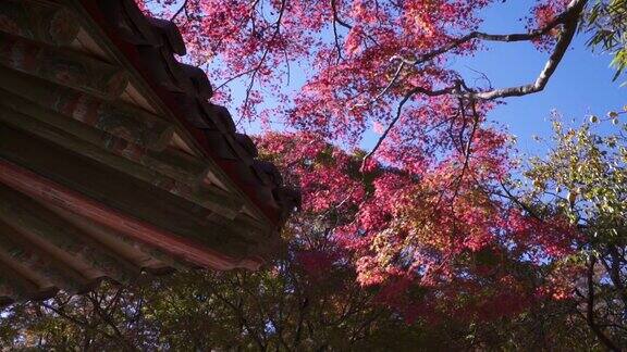 寺庙屋顶以红色的秋叶为背景Bulguksa寺庙