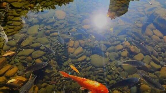 彩色的锦鲤在鱼塘里游泳的录像