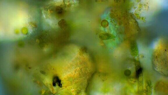 显微镜下的微生物和美丽的显微镜背景