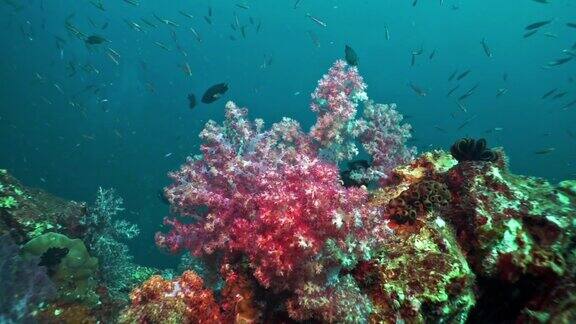 青藻软珊瑚欣曼泰国