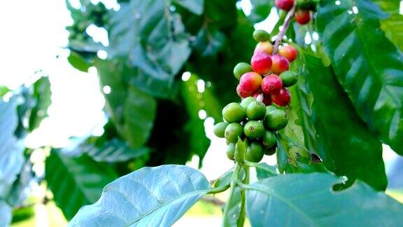 树上的咖啡豆