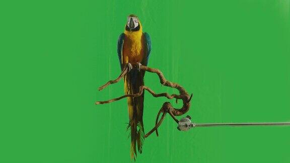 蓝色和黄色鹦鹉金刚鹦鹉(AraArarauna)坐在或站在绿色屏幕背景的树枝上用ARRIAlexa电影摄像机慢动作拍摄