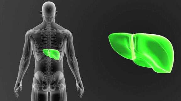 肝脏与骨骼放大