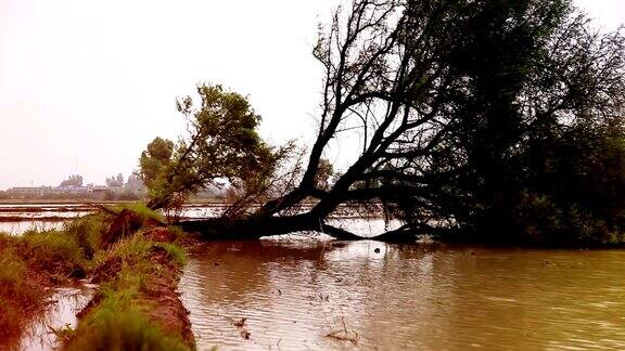飓风过后倒下的树