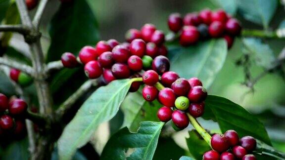树上的一束咖啡浆果