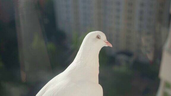 白鸽坐在窗台上背景是住宅楼