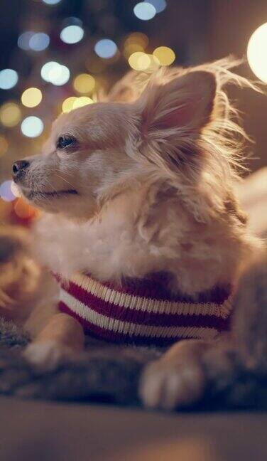 可爱的棕色皮毛吉娃娃哈巴狗坐在放松休闲的沙发沙发上与灯光装饰圣诞树bokeh节日放松家垂直拍摄
