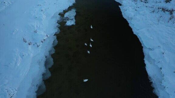 白俄罗斯北部冬季河流上的天鹅