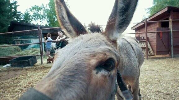 可爱有趣的小驴来到镜头前观看
