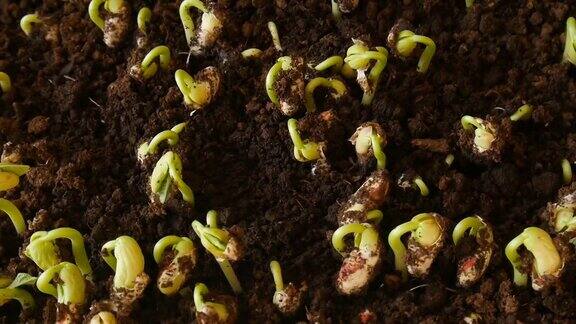 在土壤中发芽的豆子