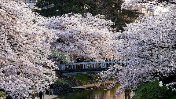 4k樱花树或樱花在富山日本