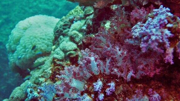 水下近距离拍摄的翡翠珊瑚(Dendronephthyahemprichi)在珊瑚礁
