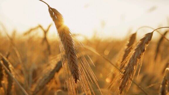 HD多莉:阳光小麦秸秆