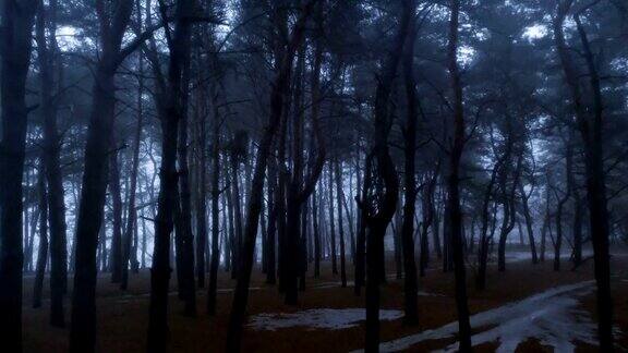 穿过黑暗迷雾的森林