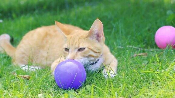红虎斑猫坐在草地上玩球