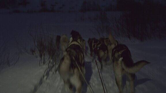 挪威的狗在晚上拉雪橇