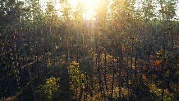 森林秋天树太阳日落光线黄树林公园
