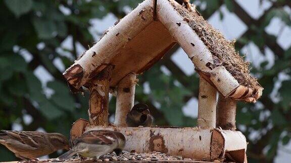 大山雀、麻雀在花园里吃种子柔焦近看
