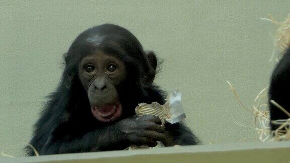 倭黑猩猩宝宝把嘴放在手臂上然后摇头