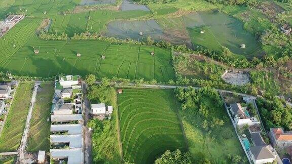 绿色的梯田和种植农作物的农田农田与稻田农业作物在印度尼西亚的农村巴厘岛鸟瞰图