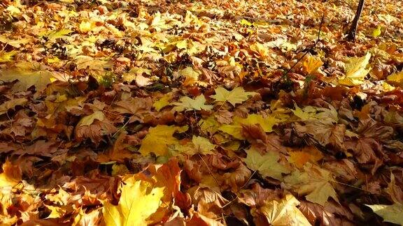 秋天公园里的橡树和枫叶