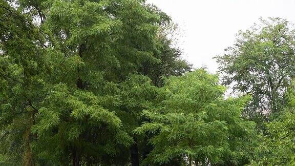 大雨前狂风大作毁坏了城市公园里的树木