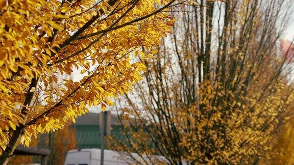 城市里金秋的树叶随风飘动