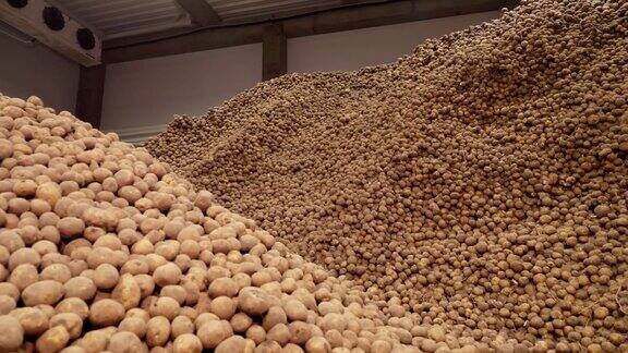 土豆在仓库的储存马铃薯是食品工业的原料土豆的收成土豆山土豆背景