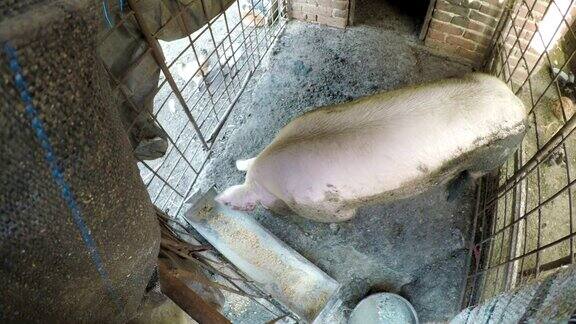 肮脏的猪肉猪在围栏里吃
