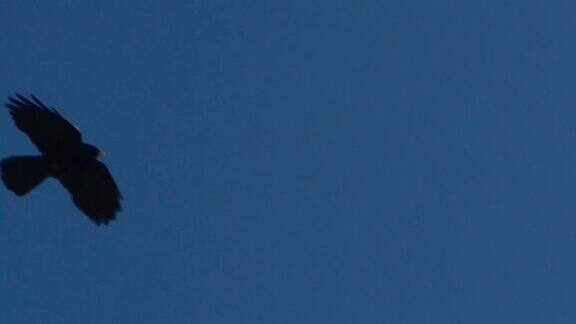 没有乌鸦在白雪皑皑的深山上空飞翔95p1