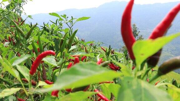 种植辣椒在山区的有机农业