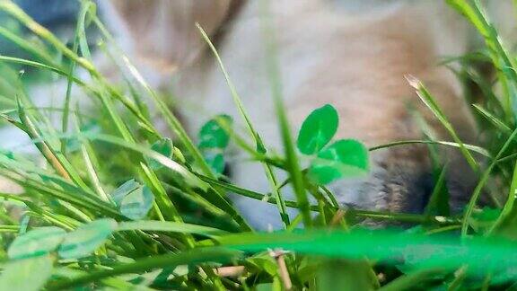 可爱的金毛猎犬吃零食狗在绿草坪上摆姿势