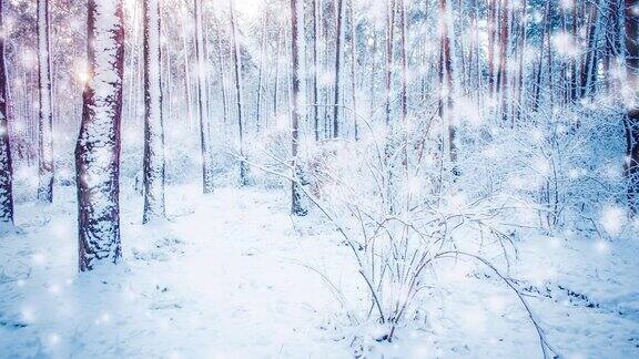 美丽的被雪覆盖的树木在冬天下雪时在森林中云杉