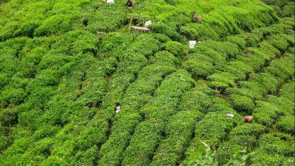 人们收获绿茶