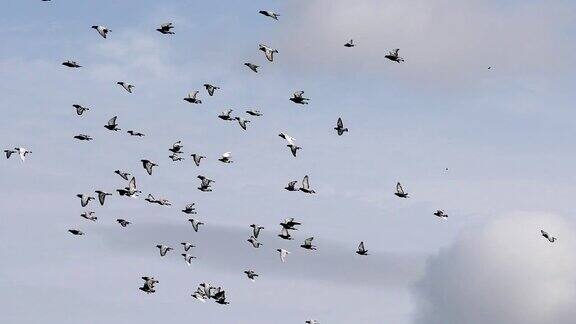 一群信鸽在多云的天空中飞翔