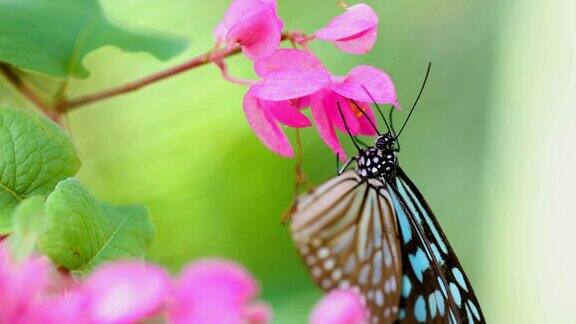 美丽的蓝蝴蝶在粉红色的花上4K