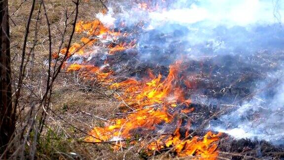 燃烧干燥的草树木灌木和干草堆与腐蚀性的烟雾森林大火慢动作