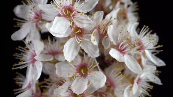 樱桃树的花微距镜头
