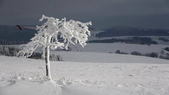 树上和树枝上的霜冬天霜冰晶冰瓦瑟库佩Rh?n黑森4K