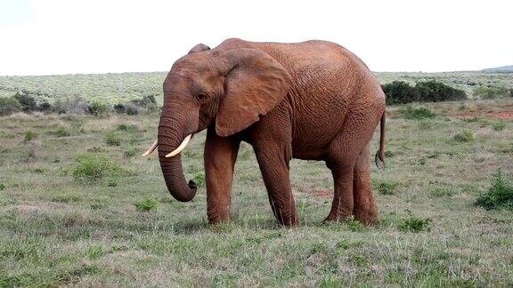 野生年轻非洲公象