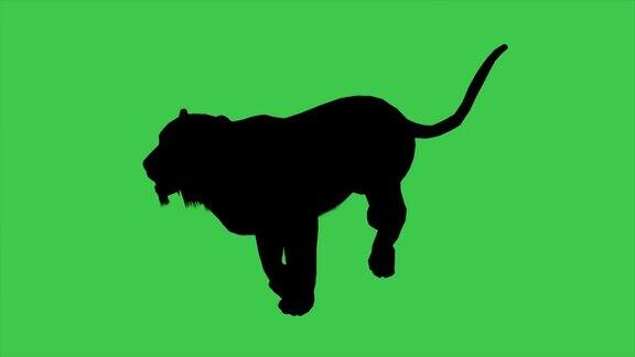 3d动画黑豹移动剪影分离在绿色屏幕上