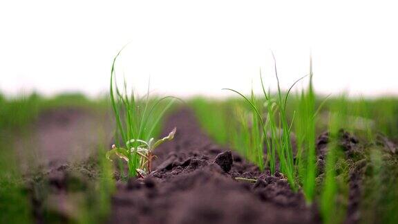 特写镜头地里长着成行的洋葱苗绿色的嫩芽从泥土中伸出来春天农业、有机农业