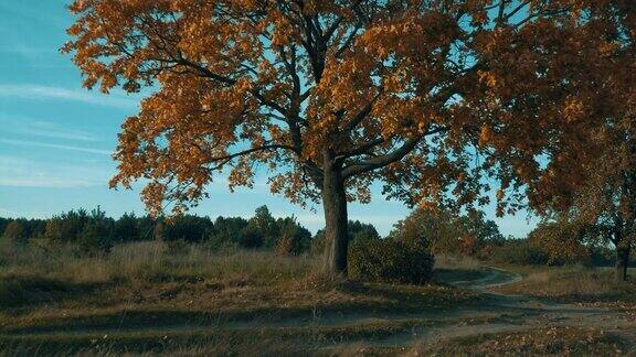 秋天的颜色在蓝天的映衬下一棵黄叶的枫树