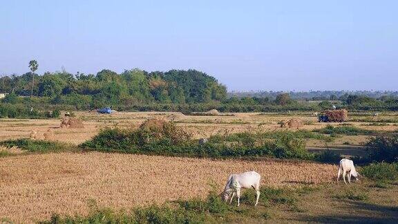 白色的奶牛在田野里吃草农民把干草堆装进卡车作为背景