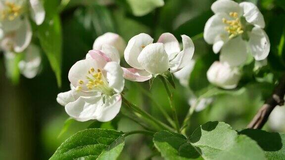 早春盛开的苹果树