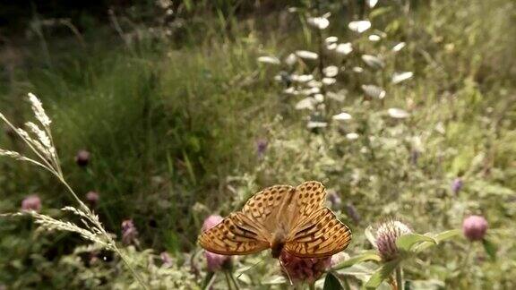 斑点棕色蝴蝶在阳光下的粉红色三叶草在树林里特写