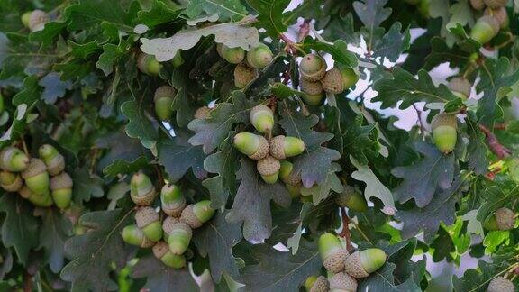 在橡树枝上长着棕色的橡子森林树木的种子果实坚果秋天橡树橡子