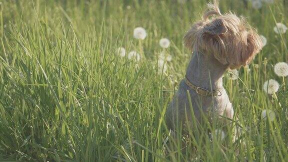 狗狗约克郡犬在草地上散步嗅着蒲公英的慢动作视频生活方式慢动作视频狗在自然宠物概念
