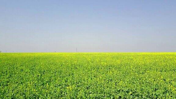 在风的抚摸下飞过成熟的油菜籽的黄色田野鸟瞰图